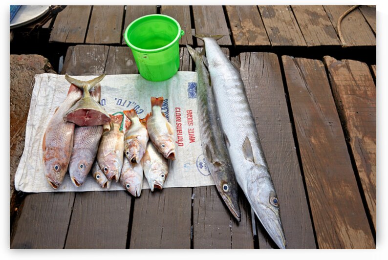 Fresh catch from Phu Quoc waters during fishing trip by Marco Brivio