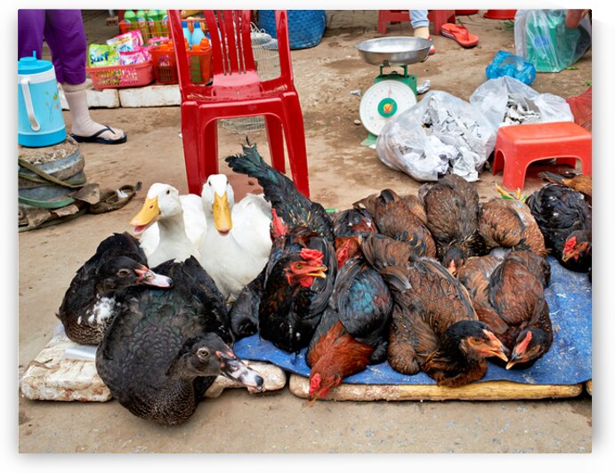 Market scene with live ducks and chickens in Phu Quoc by Marco Brivio