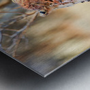 Cheetah eating after a hunt in Okonjima Reserve Namibia Metal print