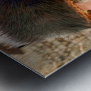 Orthodox Jews pray at the Wailing Wall in Jerusalem Israel Metal print