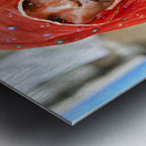 Portrait of woman in traditional dress from Mandawa Rajasthan Metal print