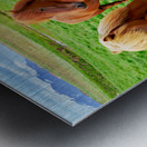 Wild horses gather in western fjords in Iceland during summer Metal print