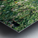 Life in Kalash Village of Bumburet Valley during day Metal print