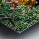 Life in a kalash village in bumburet valley of pakistan Metal print