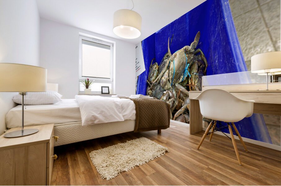 Large Mud Crabs for sale at $76.99 per kg. Mural print