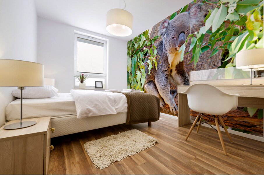 Koala sits on a branch surrounded by eucalyptus leaves. Mural print