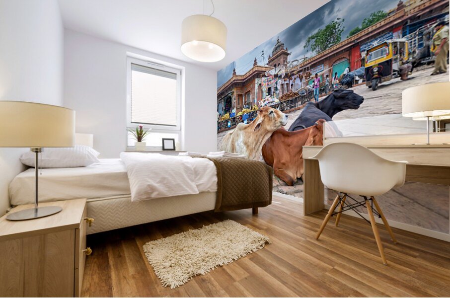 Cows resting at Sardar Market in Jodhpur Rajasthan during the d Mural print