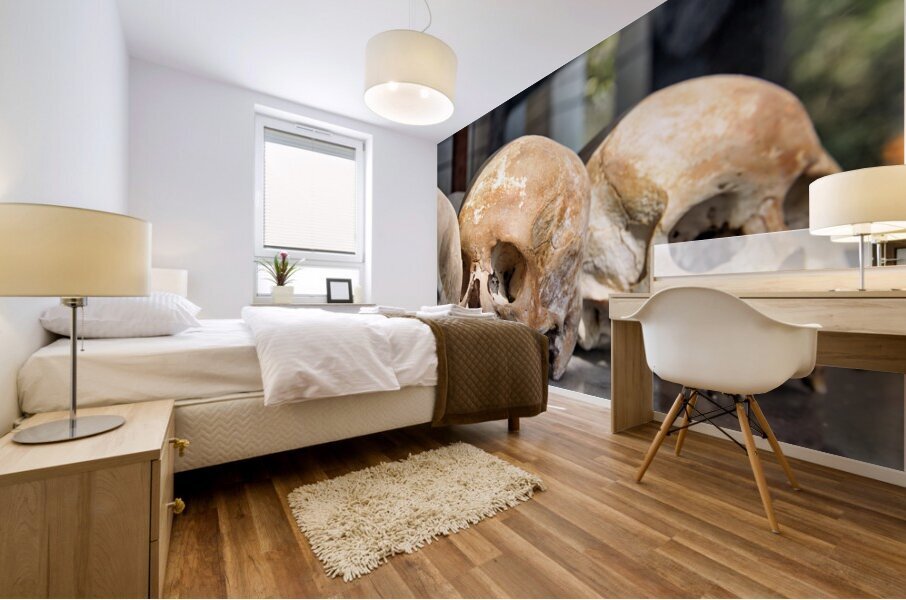 Multiple human skulls on display. Mural print