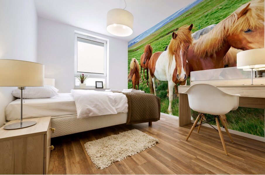 Wild horses gather in western fjords in Iceland during summer Mural print
