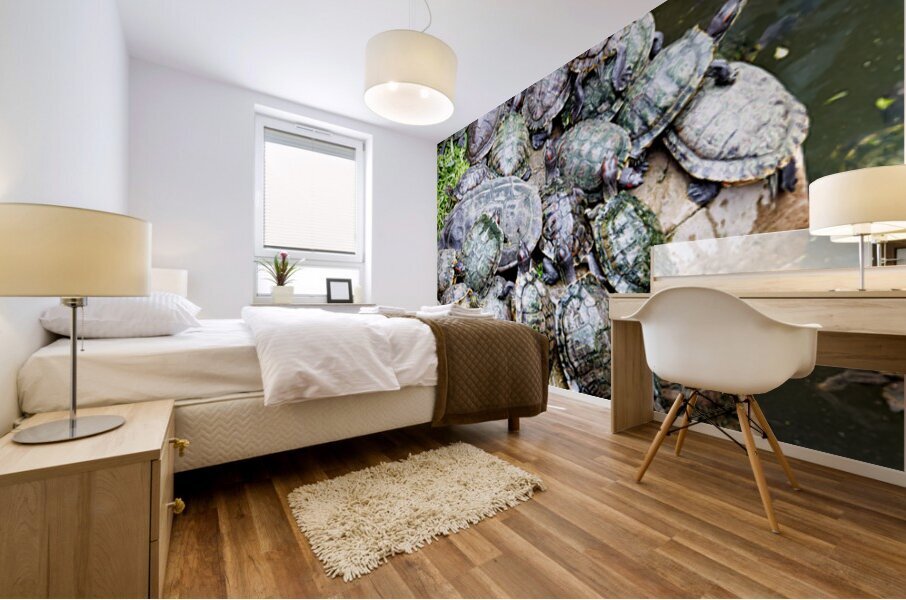 Turtles gather on a stone by the water in Saigon Vietnam Mural print