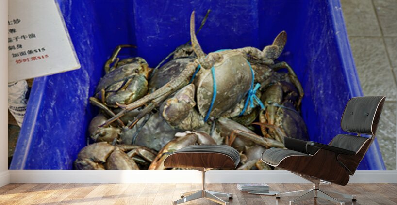Large Mud Crabs for sale at $76.99 per kg. Wall Murals