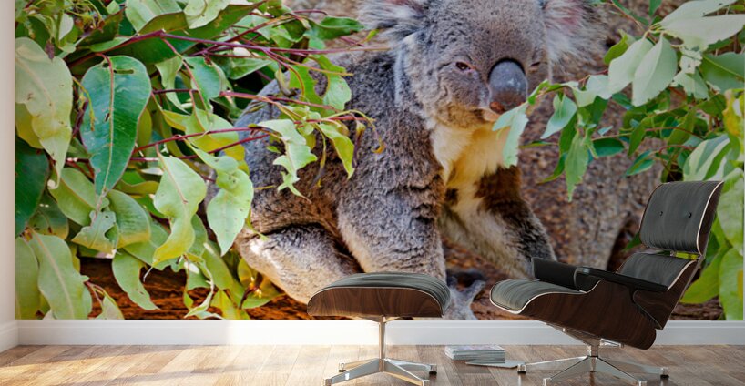 Koala sits on a branch surrounded by eucalyptus leaves. Wall Murals