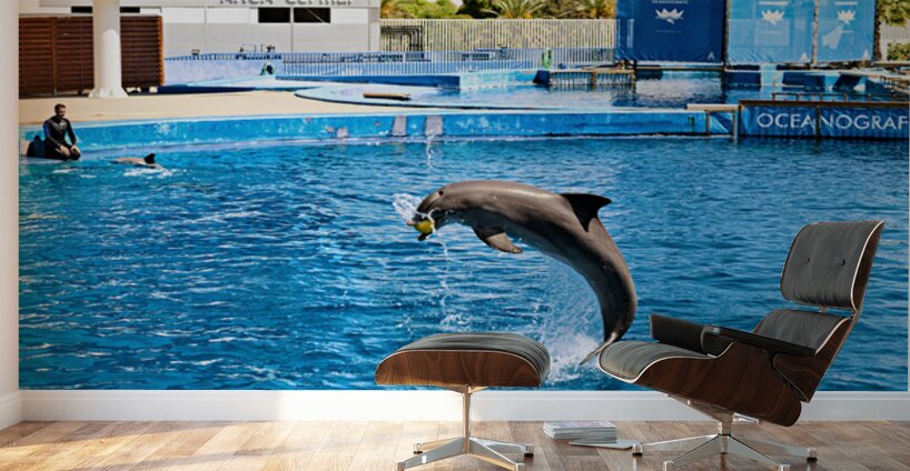 Dolphins perform tricks at Oceanografic in Valencia Spain Wall Murals