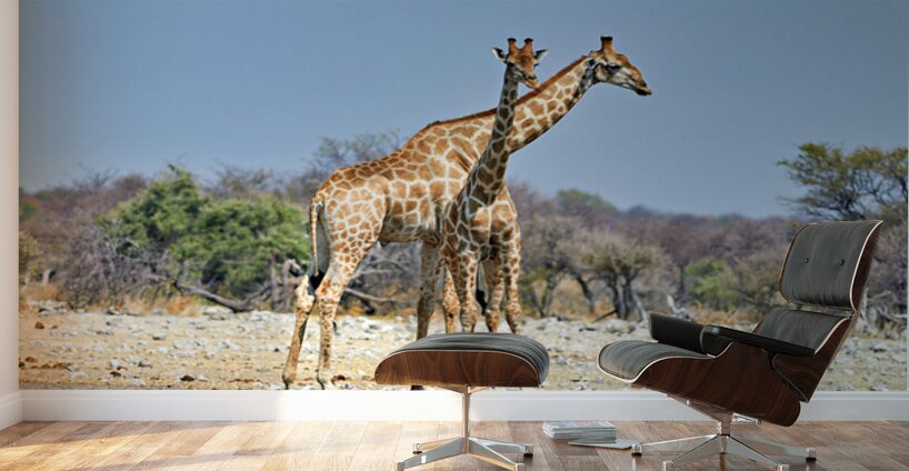 Giraffes walking together in Etosha National Park Namibia Wall Murals