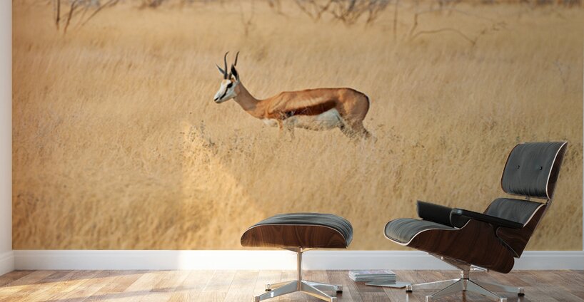 Springbok gazelle antelope walking in Etosha National Park Namib Wall Murals