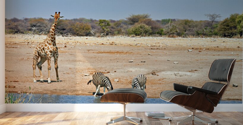 Giraffe and zebras drink water together at a waterhole in Namibi Wall Murals