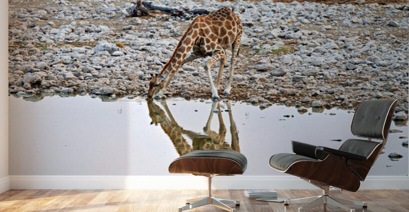 Giraffe drinks water at a waterhole in Etosha National Park Nam Wall Murals