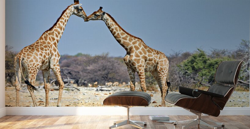 Giraffes cuddling in Etosha National Park in Namibia Wall Murals