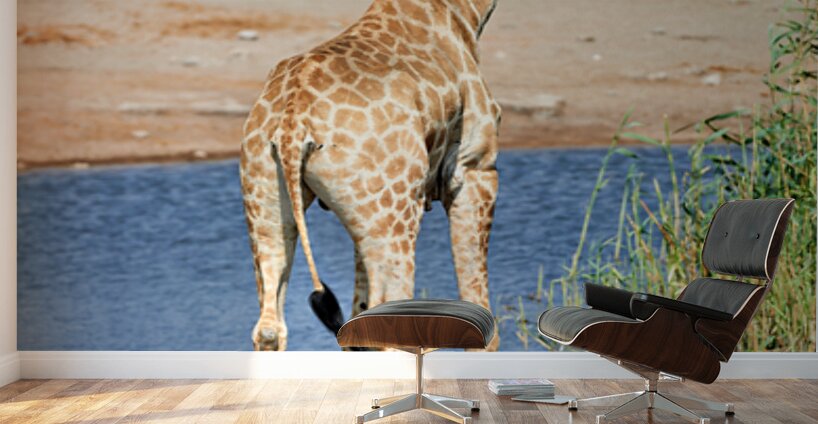 Giraffe drinks water at a waterhole in Etosha National Park Nami Wall Murals