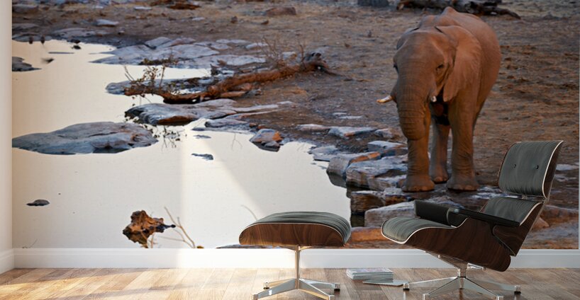 Elephant drinks at waterhole during sunset in Etosha National Pa Wall Murals