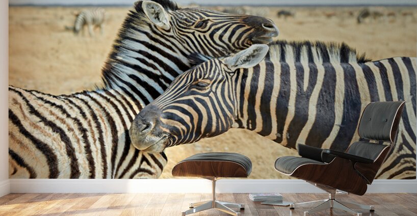 Zebras cuddle in Etosha National Park in Namibia during daylight Wall Murals