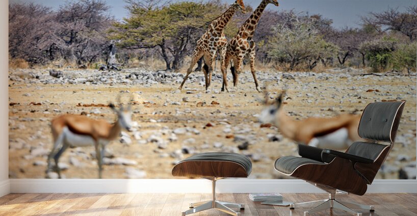 Giraffes and springboks in Etosha National Park Namibia Wall Murals