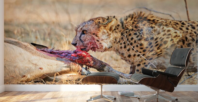 Cheetah feeding on prey in Okonjima Reserve Namibia Wall Murals