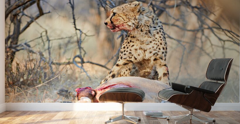 Cheetah feeds on prey in okonjima reserve in namibia Wall Murals