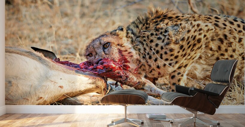 Cheetah feeding on its kill in Okonjima Reserve Namibia Wall Murals