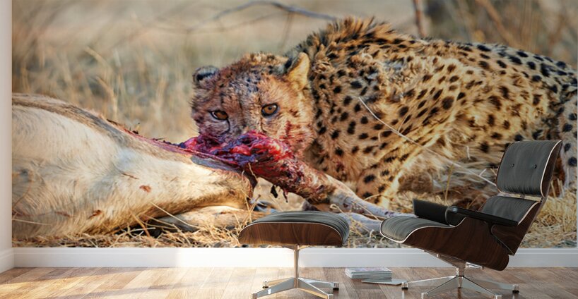 Cheetah feeding on prey in Okonjima Reserve in Namibia Wall Murals