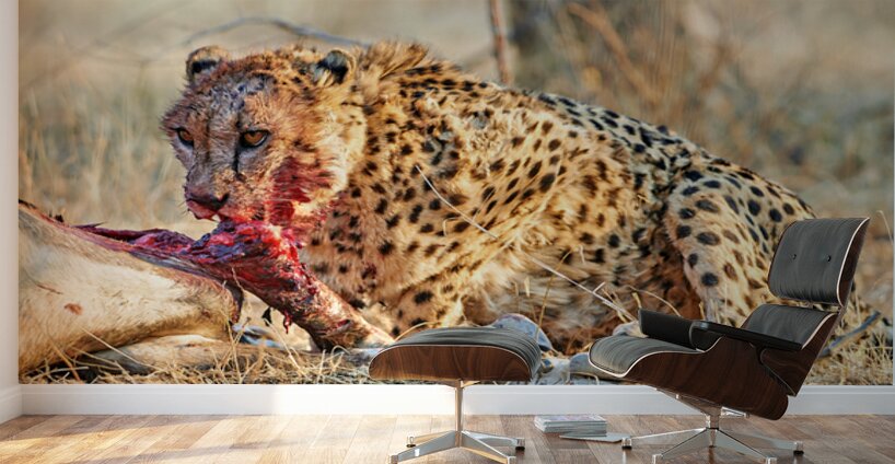 Cheetah feeding on prey in Okonjima Reserve Namibia Wall Murals