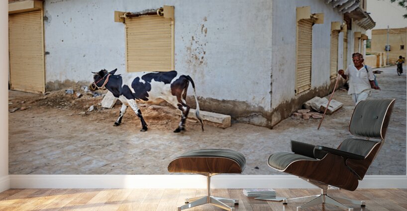 Man walking with cow in Mandawa streets Rajasthan India Wall Murals