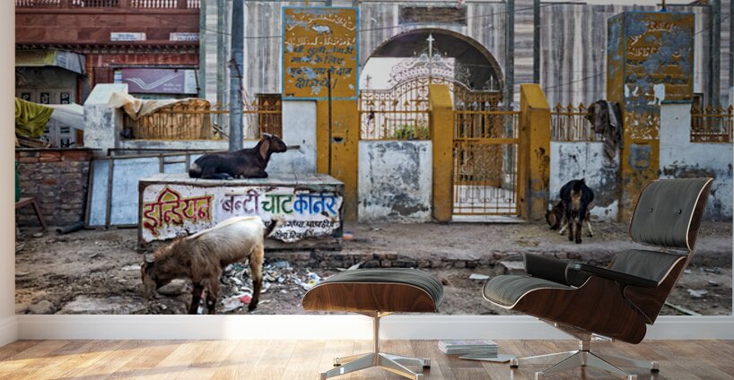 Streets of Bikaner in Rajasthan show daily life and animals Wall Murals