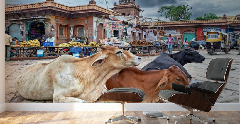 Cows resting at Sardar Market in Jodhpur Rajasthan during the d Wall Murals
