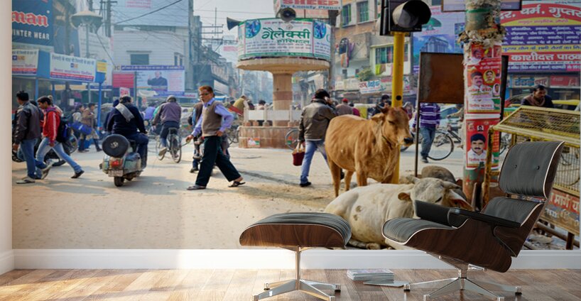 Cows roam the streets of Varanasi Benares Uttar Pradesh Wall Murals
