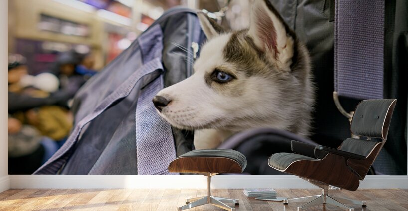 Dog riding in bag on subway in Manhattan New York City Wall Murals