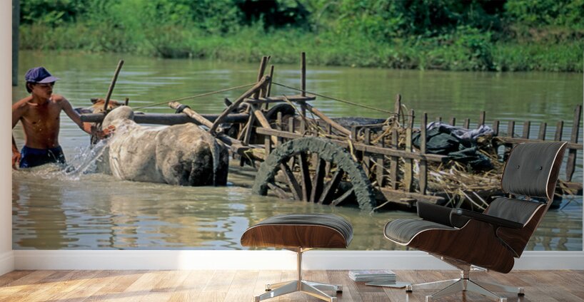 Washing cows in a river in the countryside of Myanmar Wall Murals