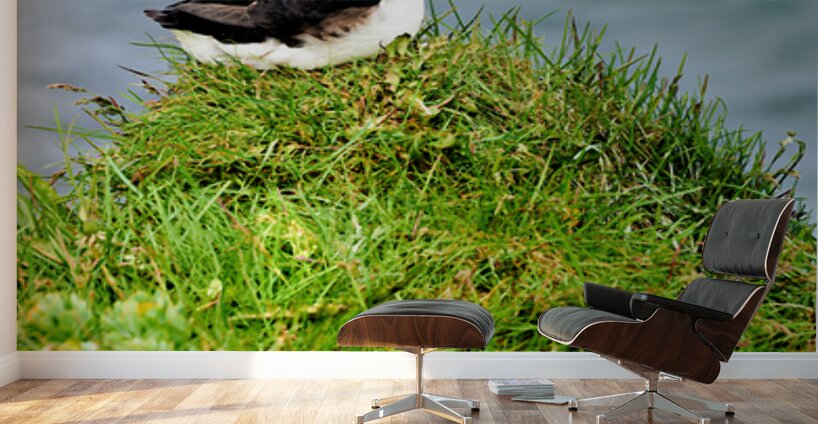 Puffin resting on grass by the sea in Borgarfjordur Eystri Wall Murals