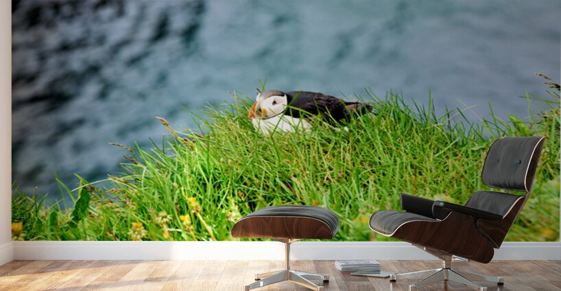Puffin resting on grass at Borgarfjordur Eystri in Iceland Wall Murals