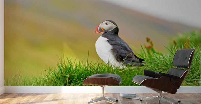 Puffin standing on grass in Borgarfjordur Eystri Iceland Wall Murals