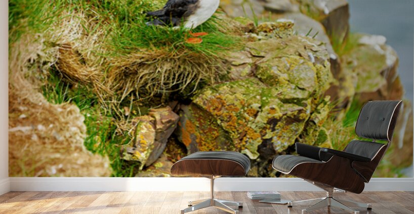 Puffin stands on rocks by the sea in Borgarfjordur Eystri Wall Murals