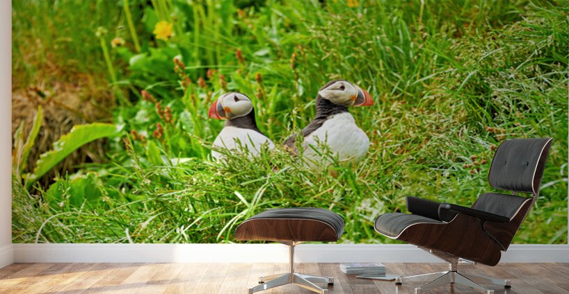 Two puffins resting in Borgarfjordur Eystri Iceland Wall Murals