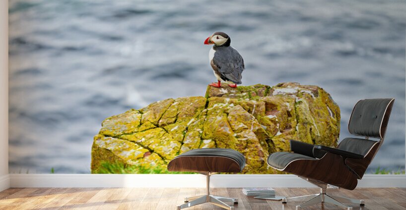 Puffin on rock at Borgarfjordur Eystri in Iceland by the ocean Wall Murals