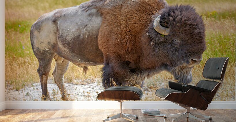 Wild american bison in Yellowstone National Park during summer Wall Murals
