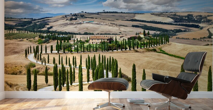 Cypress trees line winding road in Val dOrcia Tuscany Wall Murals