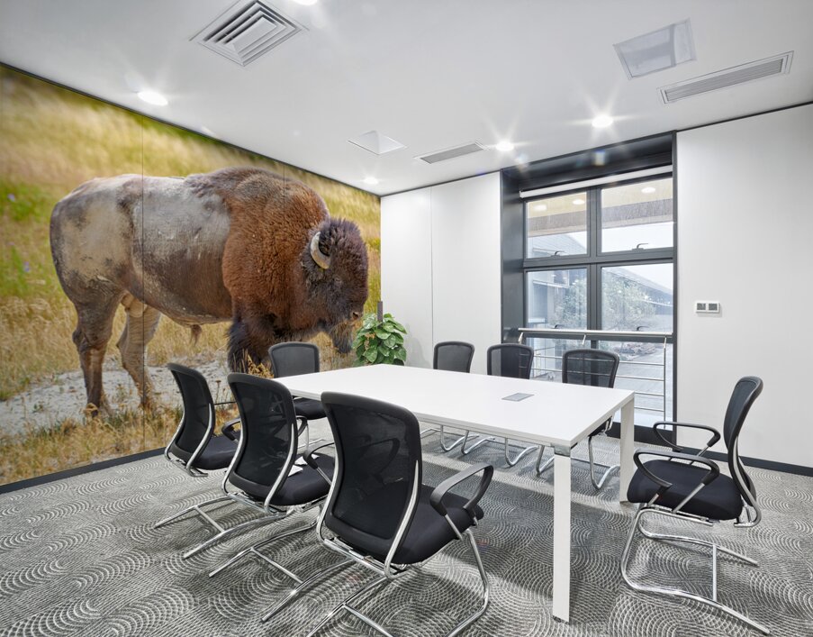 Wild american bison in Yellowstone National Park during summer Wall Printing