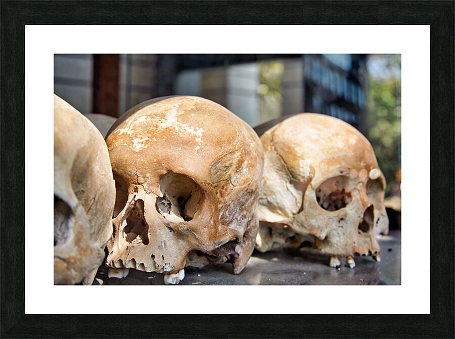 Multiple human skulls on display. Picture Frame print