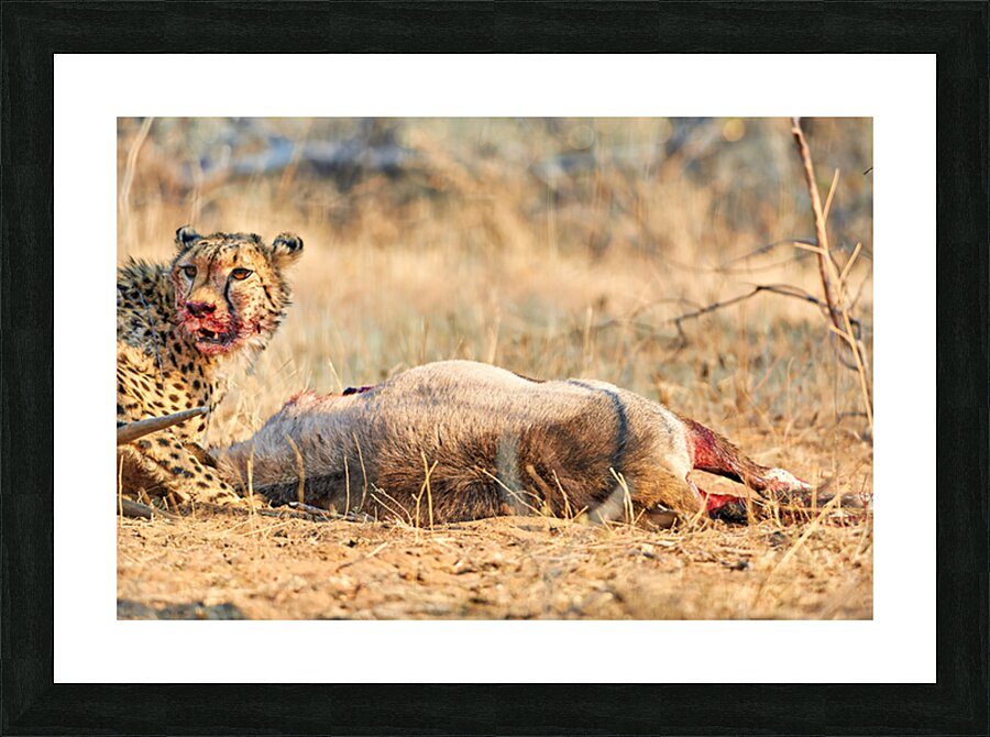 Cheetah hunts and eats in Okonjima Reserve Namibia Picture Frame print