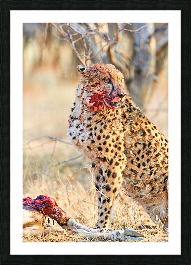 Cheetah eating after a hunt in Okonjima Reserve Namibia Picture Frame print