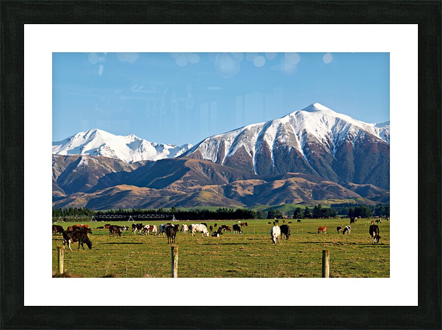 Cattles grazing in the countryside of New Zealand Southern Alps Picture Frame print